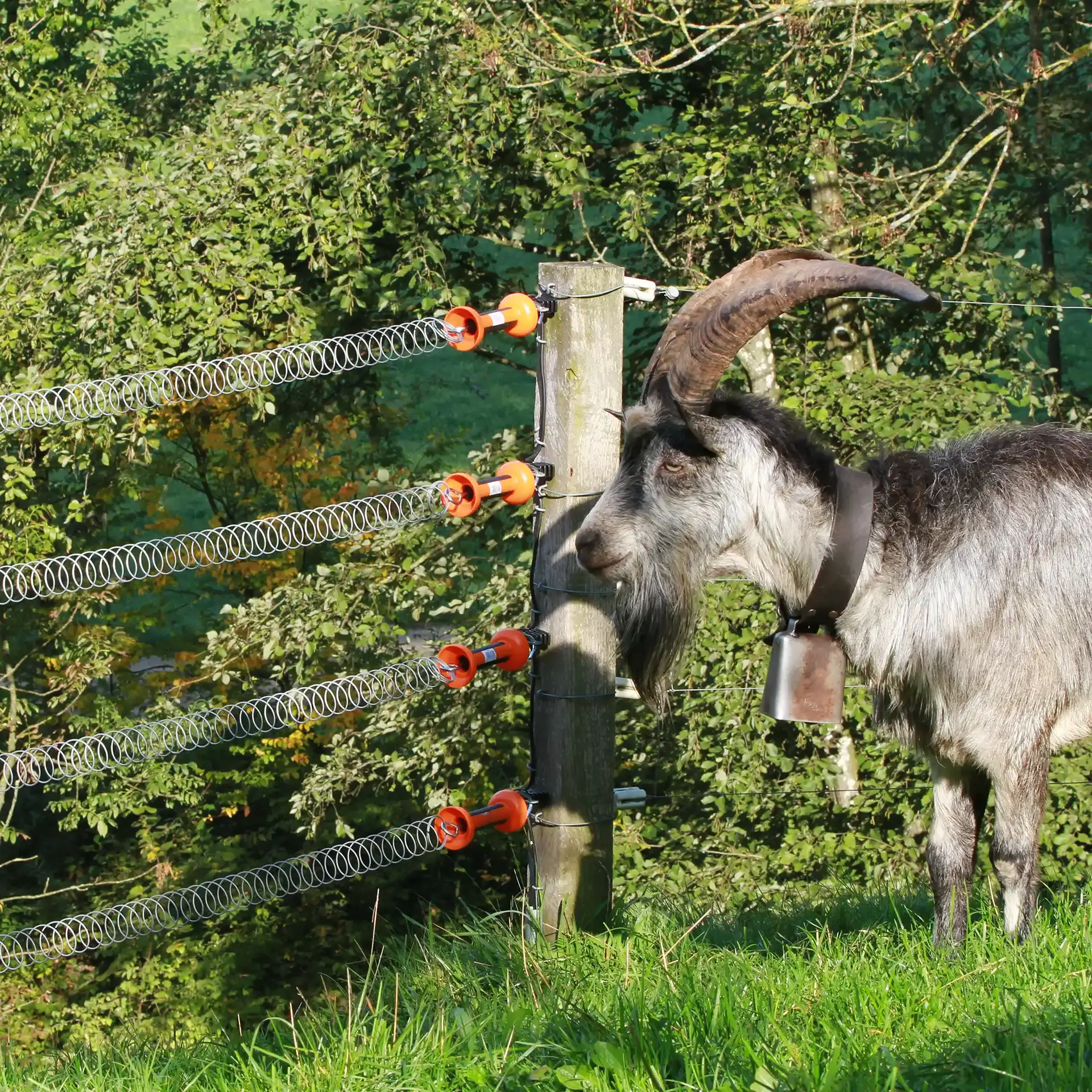 Spring gate for sale | Gallagher