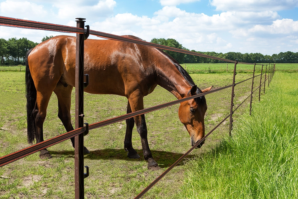 Clôture électrique pour chevaux Gallagher