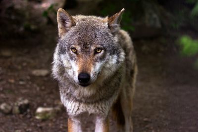 Protection against wildlife and pests